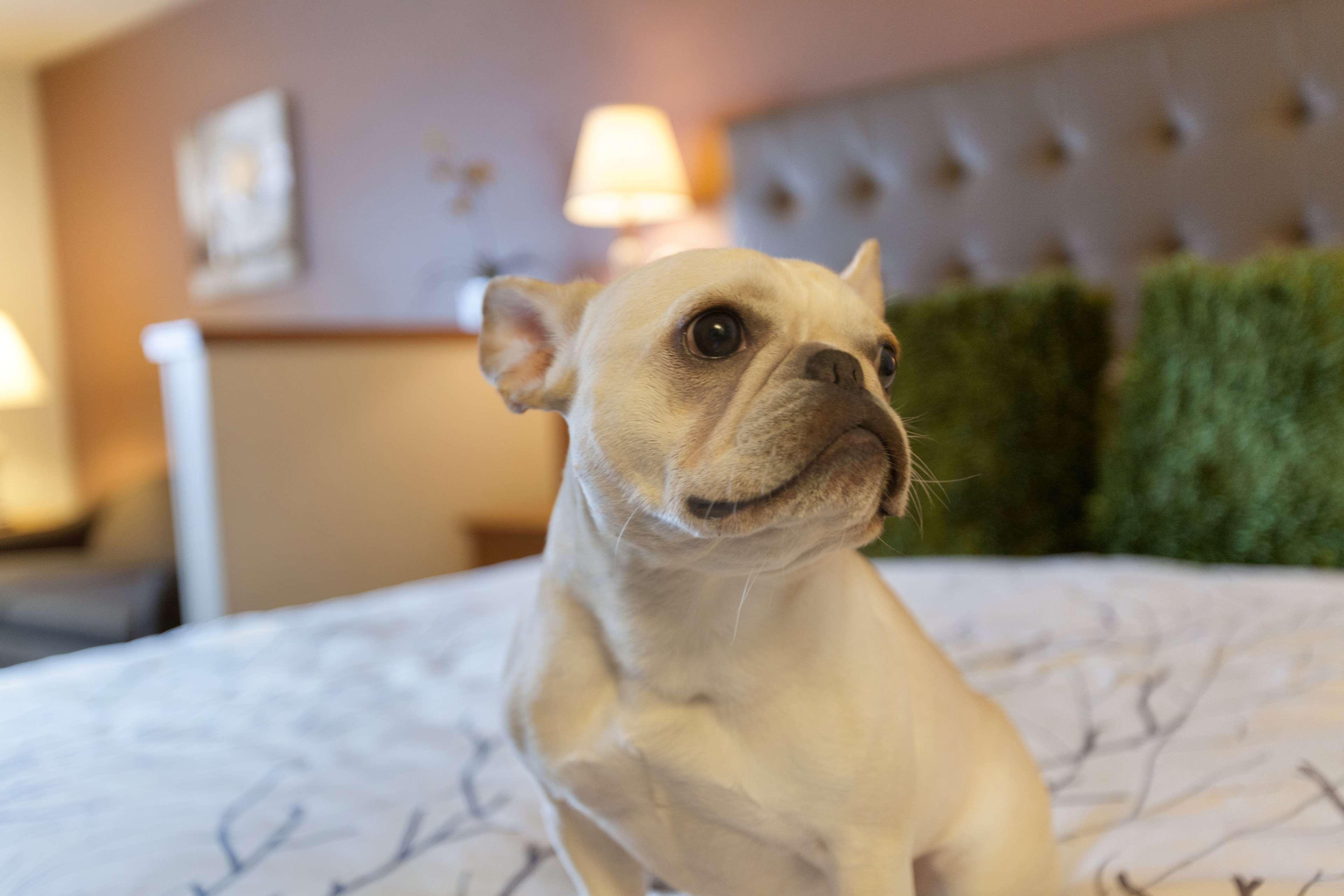 Best Western Plus Peppertree Airport Inn Airway Heights Eksteriør billede